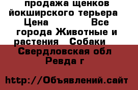 продажа щенков йокширского терьера › Цена ­ 25 000 - Все города Животные и растения » Собаки   . Свердловская обл.,Ревда г.